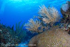 Cayman Islands Scuba Diving Holiday. Cayman Brac Dive Centre. Brain Coral.